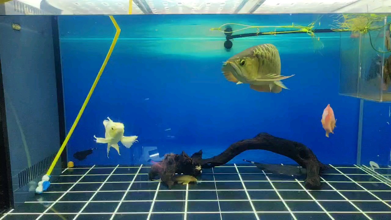 日常換水，天氣終于開始涼下來了