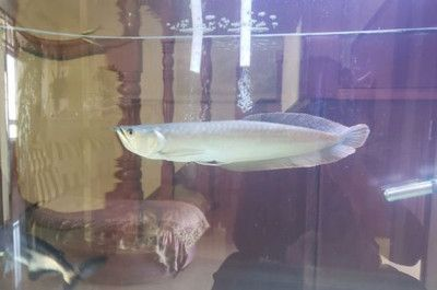 20cm的銀龍魚多久喂一次