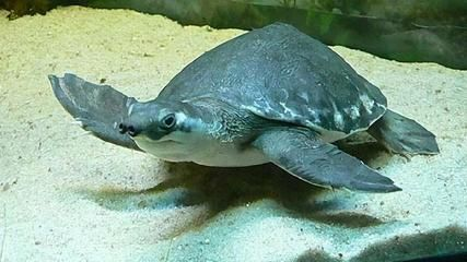 豬鼻龜什么時(shí)候不讓賣了：豬鼻龜為什么禁售了豬鼻龜是哪一年禁售了嗎