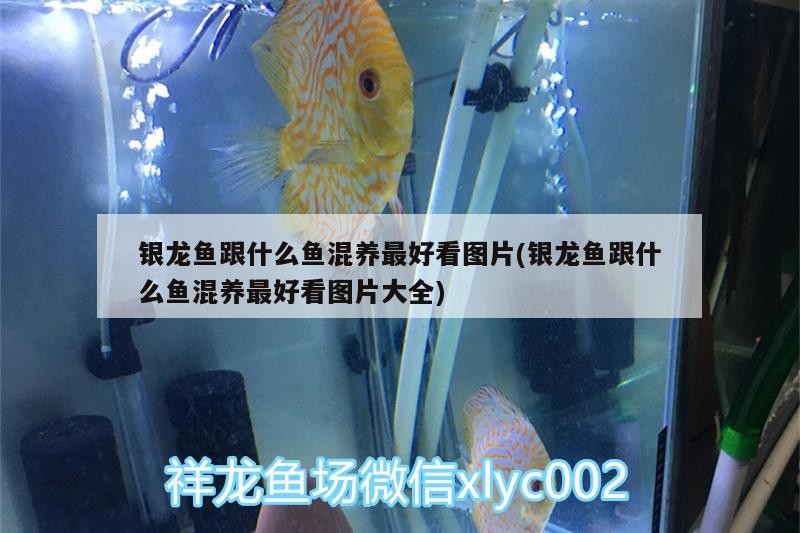 銀龍魚跟什么魚混養(yǎng)最好看圖片(銀龍魚跟什么魚混養(yǎng)最好看圖片大全)