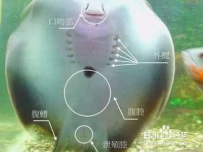 魟魚飼養密度的最佳實踐：研究探討[需手動填充]魚的飼養密度最佳實踐旨在提供科學的養殖建議