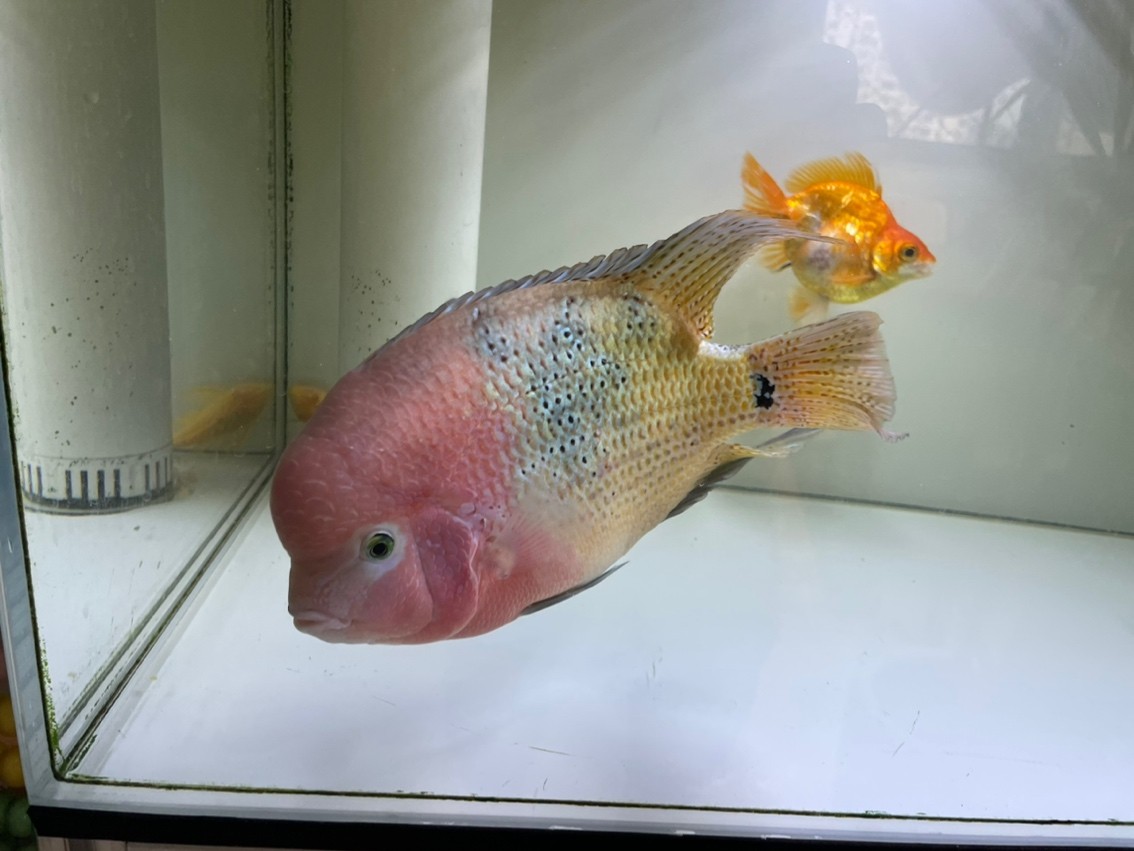 185天，20cm，79的缸顯得有點小了，游不開。