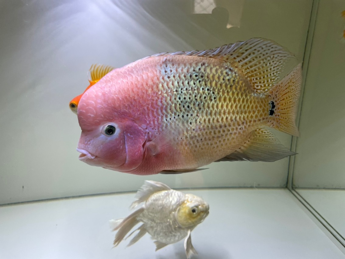 185天，20cm，79的缸顯得有點小了，游不開。