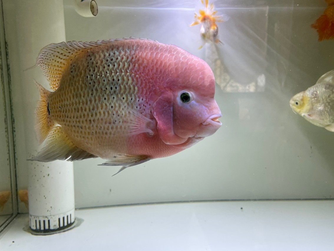 185天，20cm，79的缸顯得有點小了，游不開。