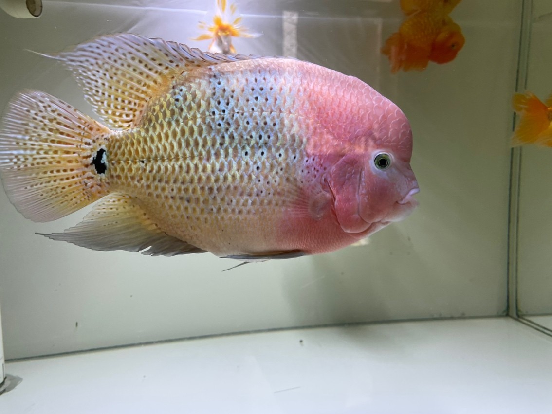 185天，20cm，79的缸顯得有點小了，游不開。