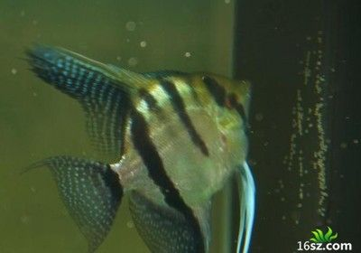 通化可麗愛魚缸專賣店：通化可麗愛魚缸專賣店，打造您的水族藝術空間
