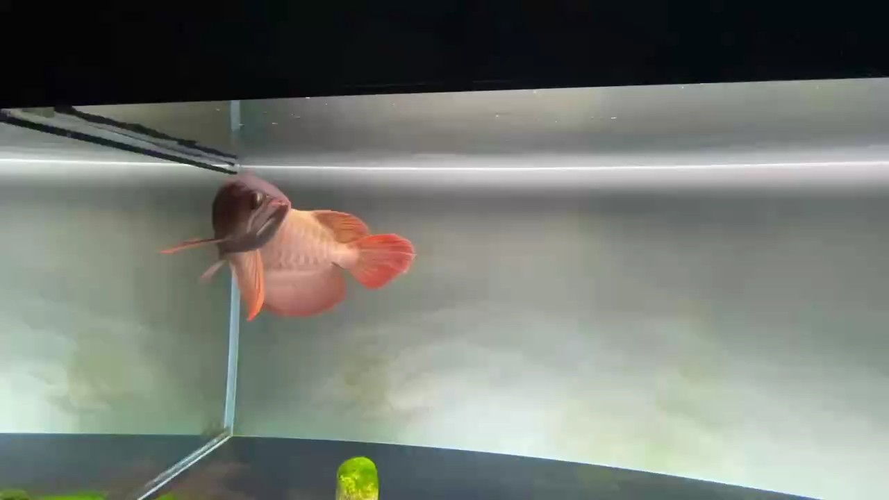 魚缸用增氧泵價(jià)格是多少:魚缸增氧機(jī)-xtrac增氧機(jī)-xtrac增氧機(jī) 飼養(yǎng)15個(gè)月留檔 龍魚論壇 飼養(yǎng)15個(gè)月留檔 飼養(yǎng)15個(gè)月留檔 龍魚論壇