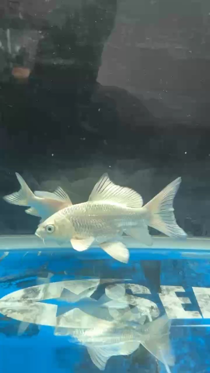 蝴蝶鯉成長記錄