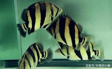虎魚(yú)喂養(yǎng)：虎魚(yú)喂養(yǎng)方法