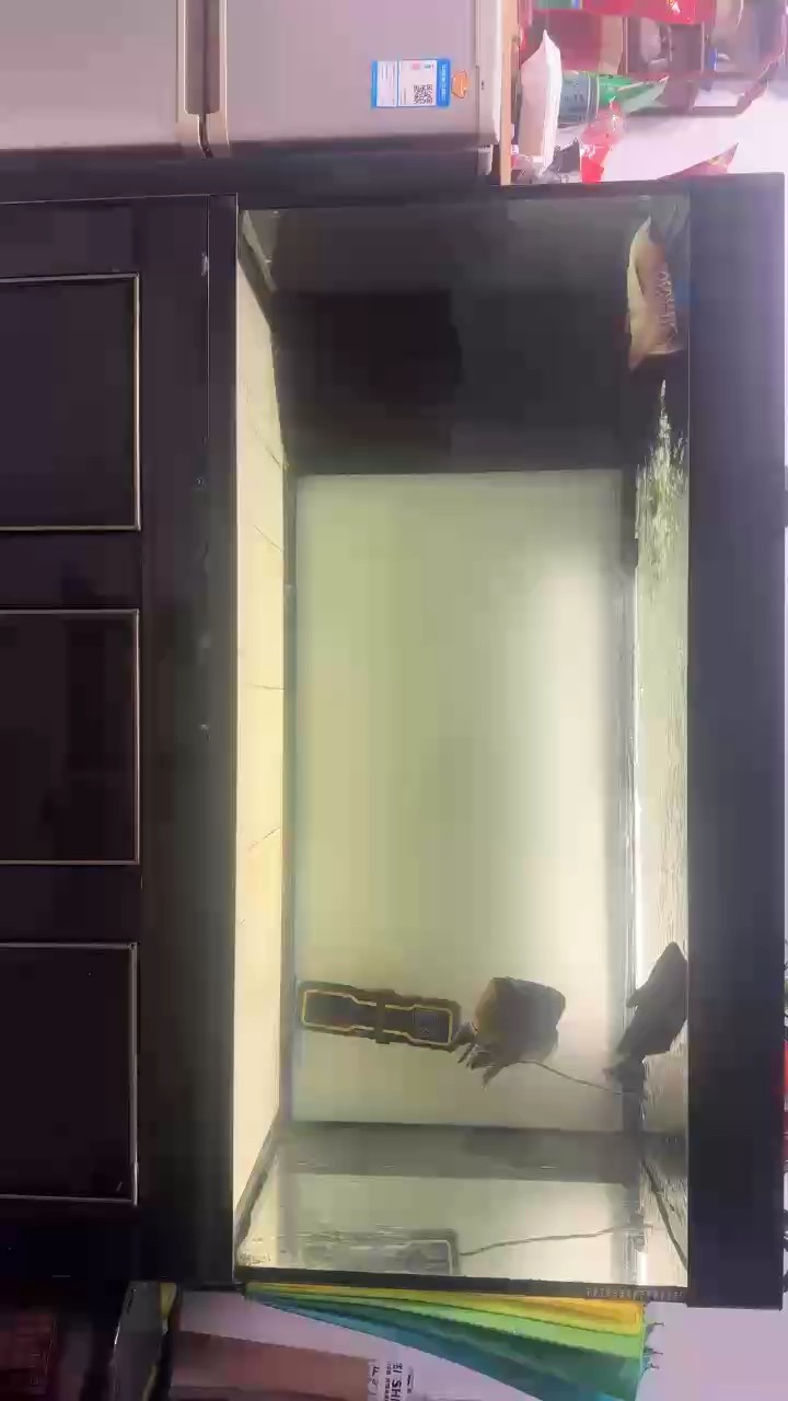 小金入缸第二天
