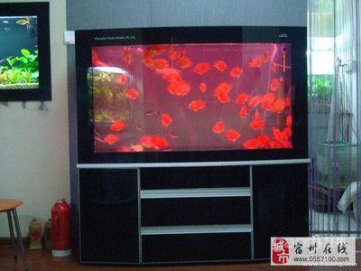 宿州龍魚vs祥龍魚場（宿州觀賞魚市場與祥龍魚場的區別）