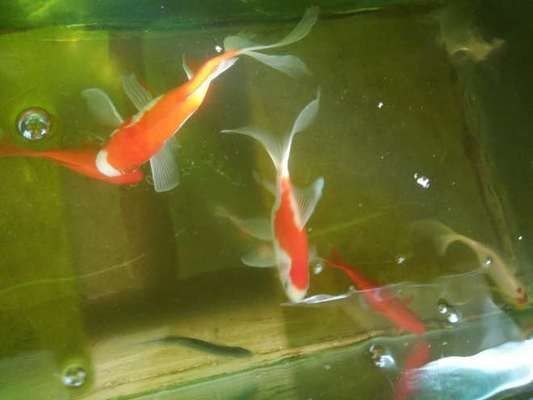 60魚缸養金魚還是鸚鵡：高密度養魚的注意事項