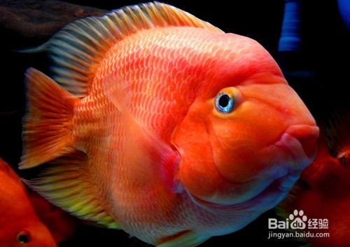 60魚缸養金魚還是鸚鵡：高密度養魚的注意事項