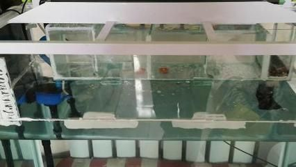 森森成品缸改造上濾