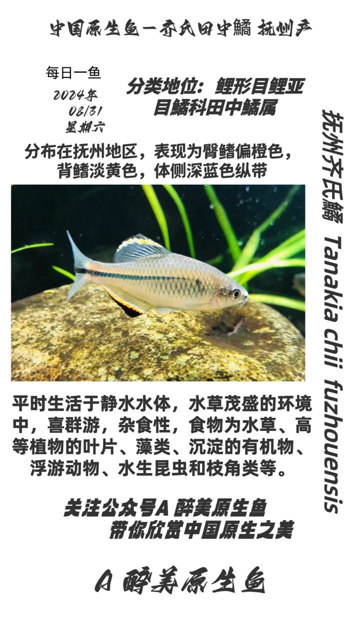 撫州齊氏鱊