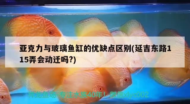 亞克力與玻璃魚缸的優缺點區別(延吉東路115弄會動遷嗎?)