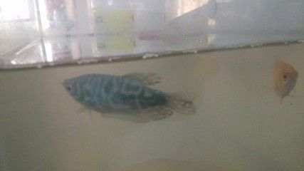 藍龍魚好養不：藍龍魚怎么養？