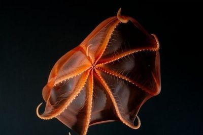 藍龍魚好養不：藍龍魚怎么養？