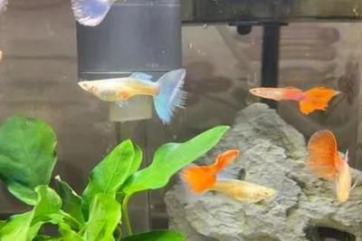 大魚缸能養孔雀魚嗎：大魚缸是否適合養孔雀魚，從以下幾個方面進行探討：
