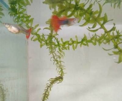 <strong><mark>昆明</mark></strong>紅龍魚價格表會定期更新嗎，<strong><mark>昆明</mark></strong>紅龍魚價格表會定期更新嗎？