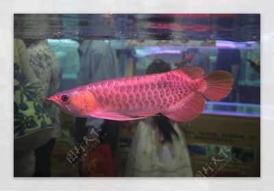 紅龍魚搭配什么魚好：五種適合與紅龍魚一起飼養的魚類