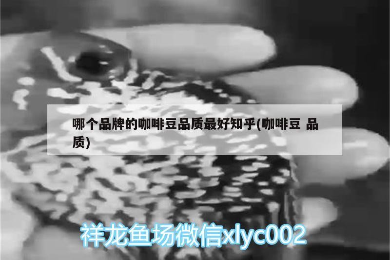 哪個品牌的咖啡豆品質最好知乎(咖啡豆品質)