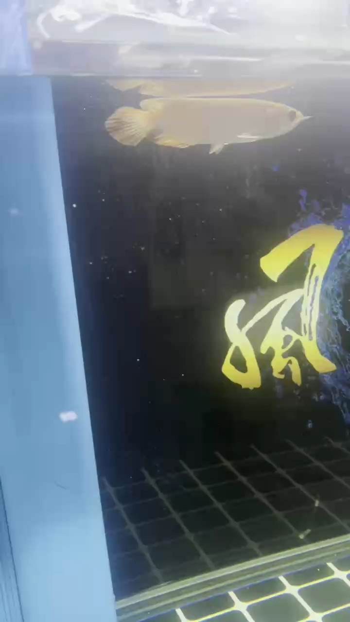 求鑒定