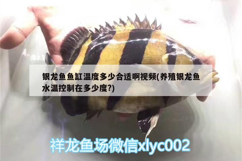 銀龍魚(yú)魚(yú)缸溫度多少合適啊視頻(養(yǎng)殖銀龍魚(yú)水溫控制在多少度?)