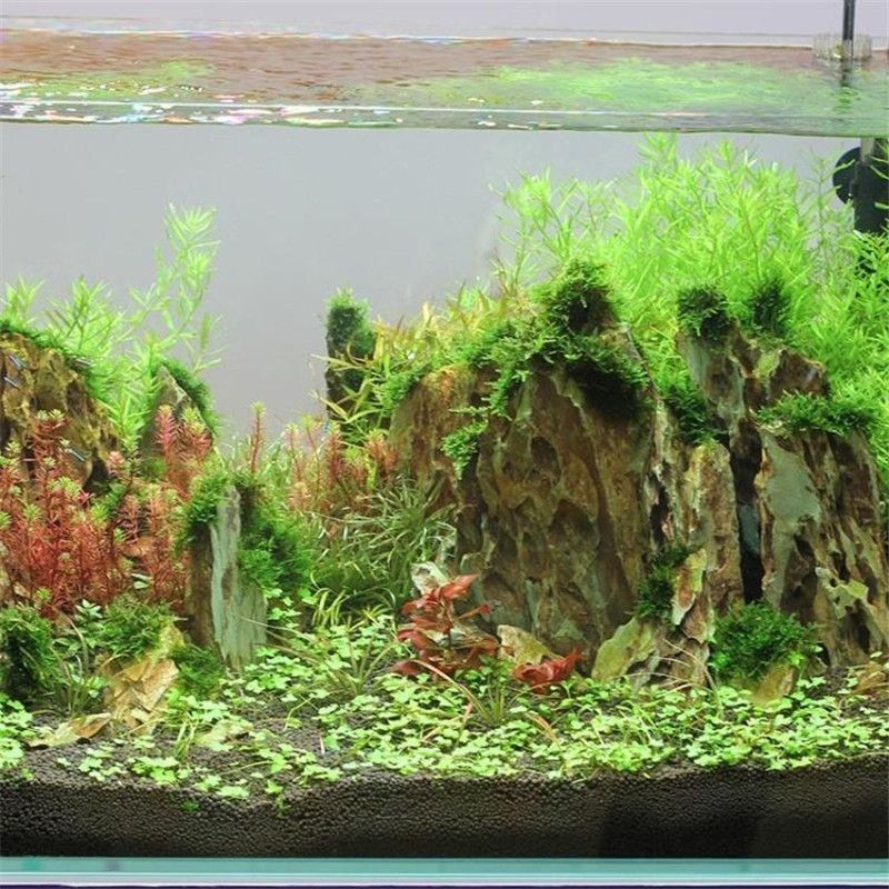 1米魚缸造景需要多少水草泥：1米魚缸造景所需的水草泥量并不是一個固定的數值