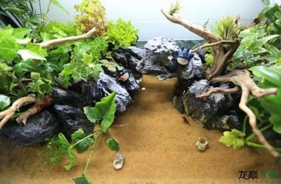 1米魚缸造景需要多少水草泥：1米魚缸造景所需的水草泥量并不是一個固定的數值