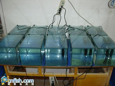 804040魚缸多少公斤水：804040魚缸水體積計算方法
