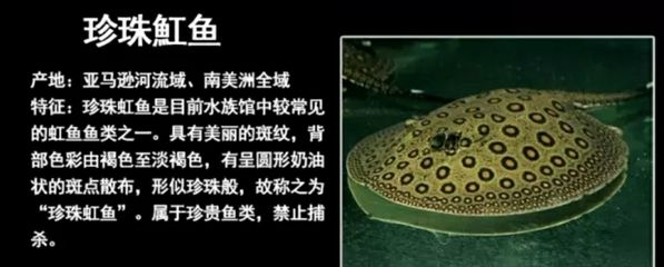魟魚種類圖解說明：幾種常見的魟魚種類