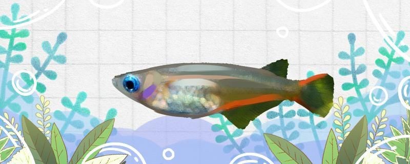 七彩稻田魚好養嗎怎么養