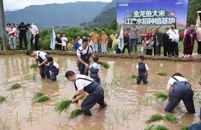 金龍魚種植基地電話