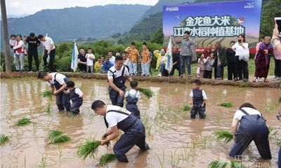 金龍魚種植基地電話