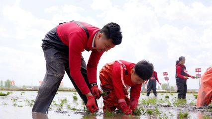金龍魚種植基地電話
