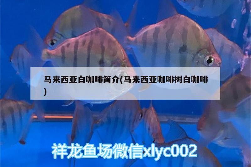 馬來西亞白咖啡簡介(馬來西亞咖啡樹白咖啡)
