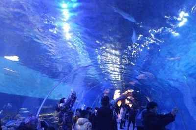 安慶水族館vs祥龍魚場（安慶水族館與祥龍魚場的區別）