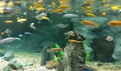 安慶水族館vs祥龍魚場（安慶水族館與祥龍魚場的區別）