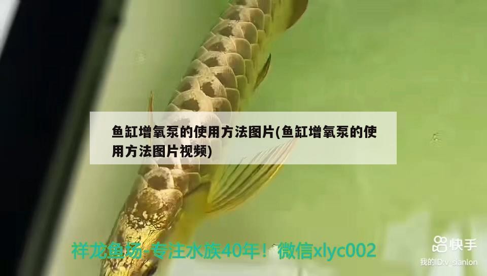 給大魚缸換水的作文:體驗給大魚缸換水的樂趣:體驗給大魚缸換水:給大魚缸換水的作文 魚缸增氧泵的使用方法圖片(魚缸增氧泵的使用方法圖片視頻) 金龍魚百科 魚缸增氧泵的使用方法圖片(魚缸增氧泵的使用方法圖片視頻) 魚缸增氧泵的使用方法圖片(魚缸增氧泵的使用方法圖片視頻) 金龍魚百科