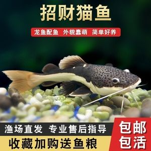 齊齊哈爾龍魚vs祥龍魚場（探討齊齊哈爾龍魚與祥龍魚的差異之前需要明確兩個概念）