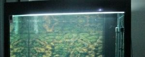 齊齊哈爾龍魚vs祥龍魚場（探討齊齊哈爾龍魚與祥龍魚的差異之前需要明確兩個概念）