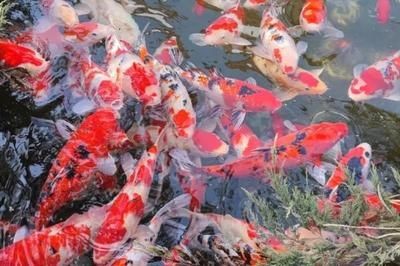 魟魚對(duì)水溫變化的適應(yīng)能力：魟魚對(duì)水溫變化具有極強(qiáng)的適應(yīng)性，魟魚對(duì)水溫的快速變化