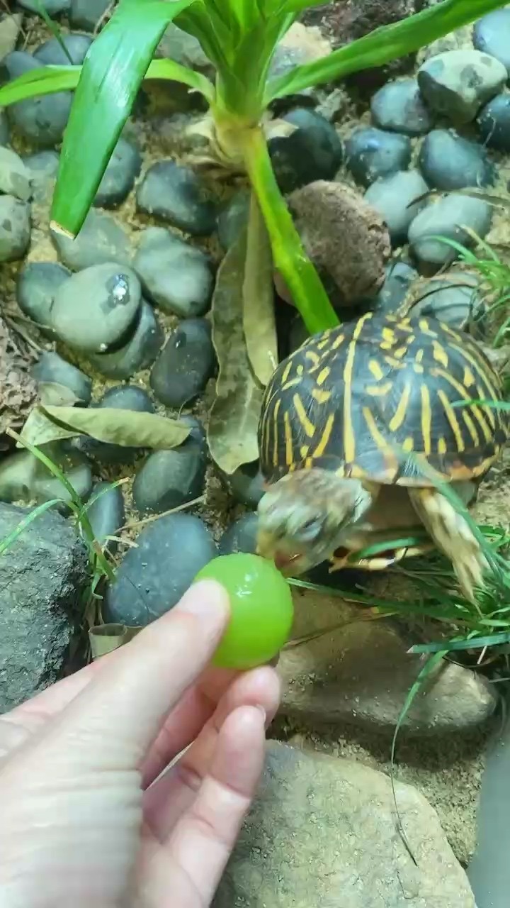 龜龜吃葡萄