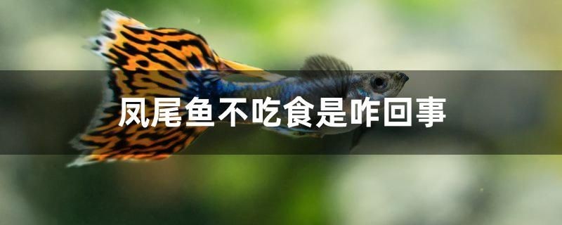 鳳尾魚不吃食是咋回事