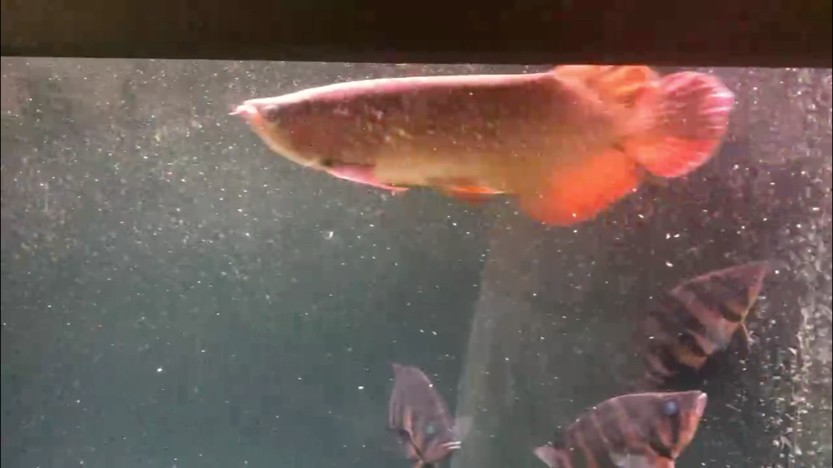 紅龍魚形體色