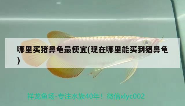 哪里買豬鼻龜最便宜(現在哪里能買到豬鼻龜)