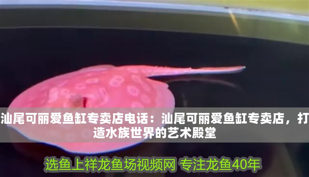汕尾可麗愛魚缸專賣店電話：汕尾可麗愛魚缸專賣店，打造水族世界的藝術殿堂