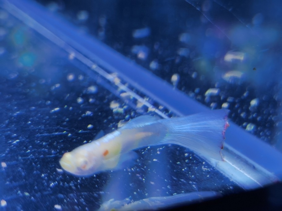 魚友幫看下這是啥情況 魚友幫看下這是啥情況 龍魚論壇 第1張