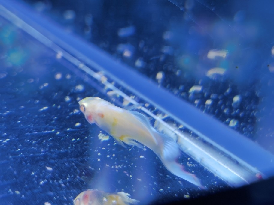 魚友幫看下這是啥情況 魚友幫看下這是啥情況 龍魚論壇 第2張